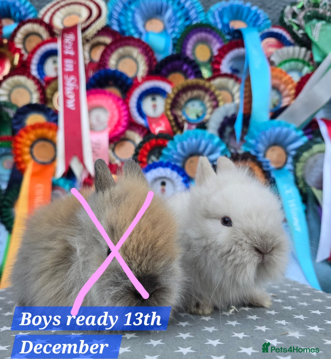Lionhead rabbits for sale: Gorgeous Purebred Lionheads available  - Advert 9