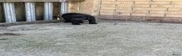 Labrador Retriever dogs for sale: Labrador puppies  - Advert 9