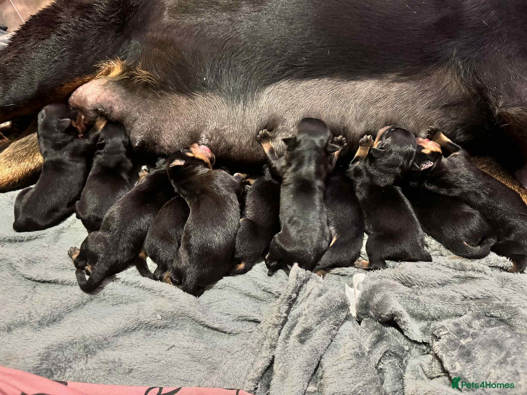 Rottweiler dogs for sale: Chunky Rottweiler Puppies - Image 3