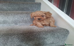 Toy Poodle dogs for sale: Pedigree toy poodles - Image 3