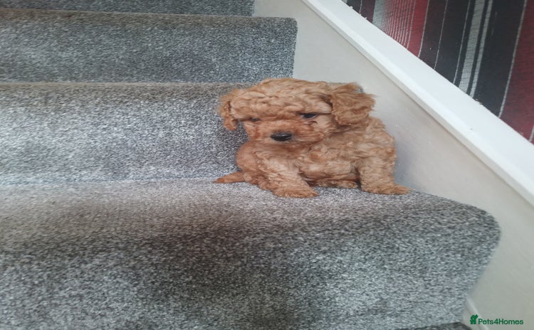 Toy Poodle dogs - Advert 11