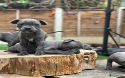 Staffordshire Bull Terrier dogs for sale: Quality Staffordshire Bull Terriers  - Image 13
