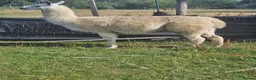 Llama livestock for sale: Llama entire. in Solihull - Advert 4