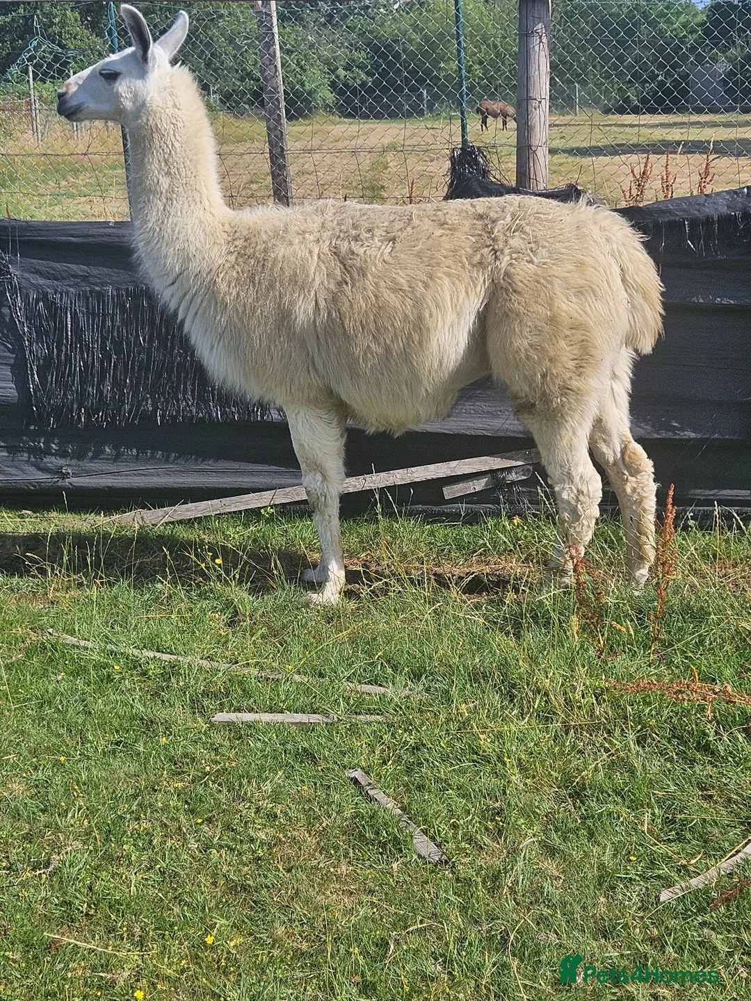 Llama livestock for sale: Llama entire. in Solihull - Advert 4