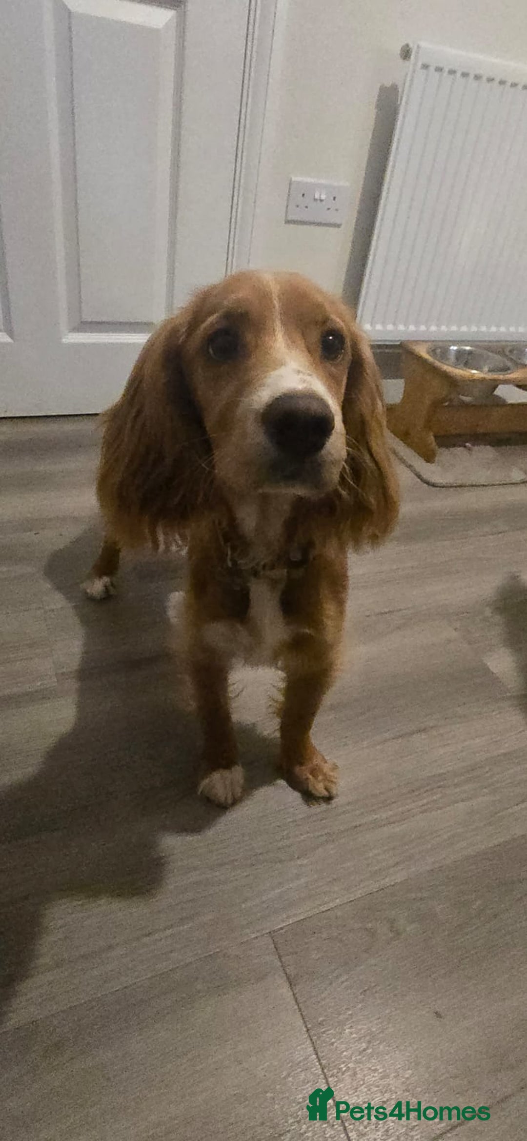 Cocker Spaniel dogs for sale: Red cocker spaniel - Advert 5