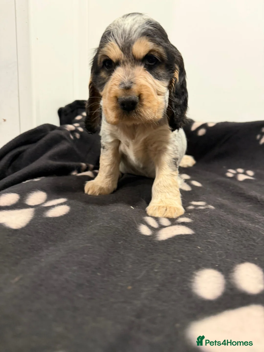 Cocker Spaniel dogs for sale: Show Type Cocker Spaniel Puppies 🐶 - Advert 17