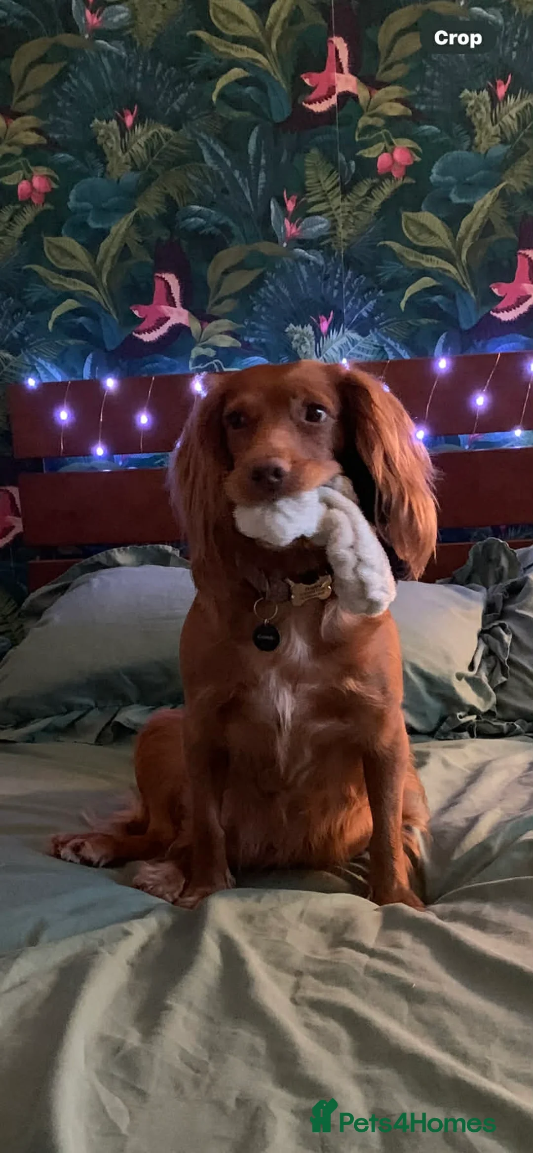Cocker Spaniel dogs for sale: **3 year old RUBY**KC reg pedigree cocker spaniel  - Advert 2