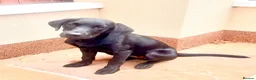 Labrador Retriever dogs for sale: Fully Health Tested KC reg, wkg lab black female - Advert 5