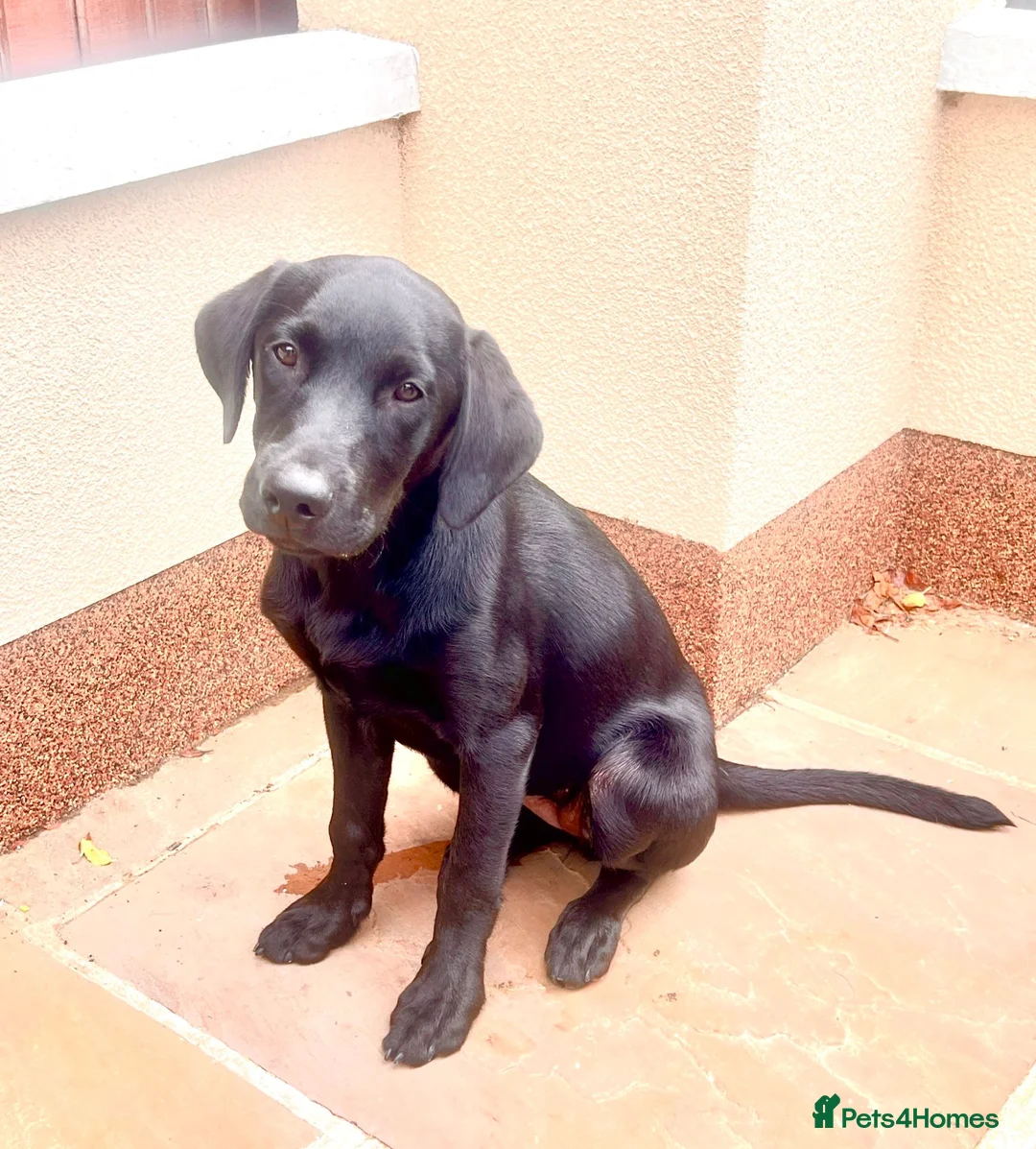 Labrador Retriever dogs for sale: Fully Health Tested KC reg, wkg lab black female - Advert 5