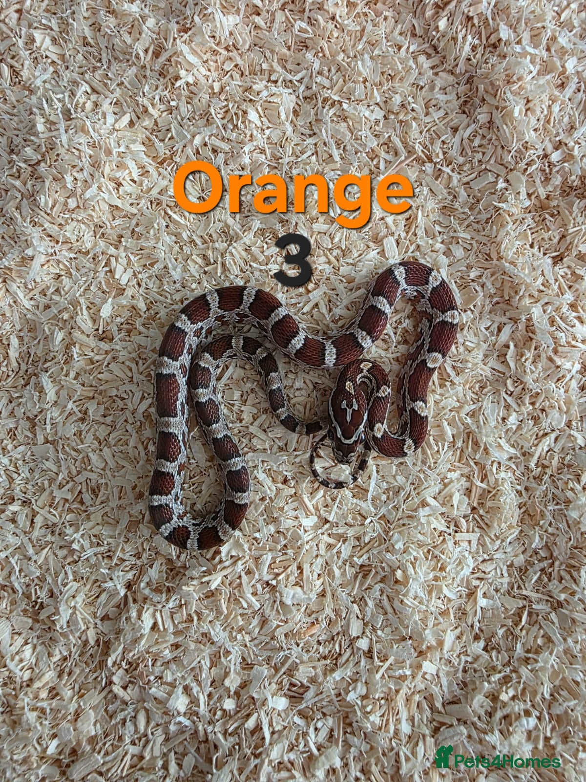 Corn Snake reptiles for sale: Various Cornsnakes avilable  - Advert 13