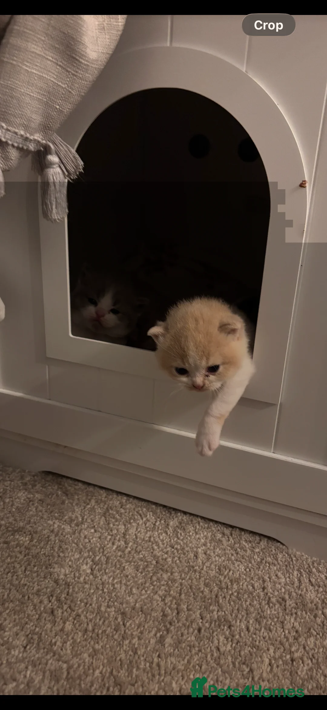 British Shorthair cats for sale: Pure Bred British Shorthair kittens x 4 - Advert 12