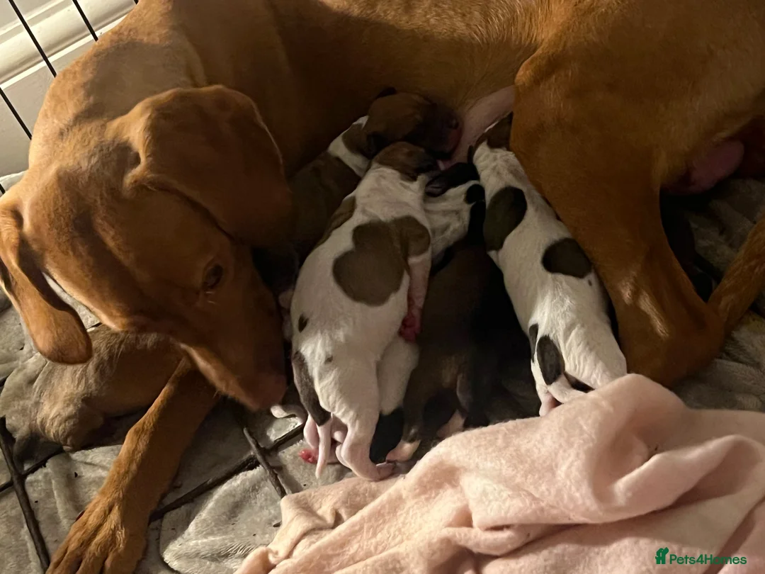 Mixed Breed dogs for sale: Vizsla X Whippet puppies - Advert 3