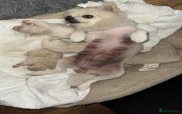 Pomeranian dogs for sale: Male Pomeranian  - Image 13