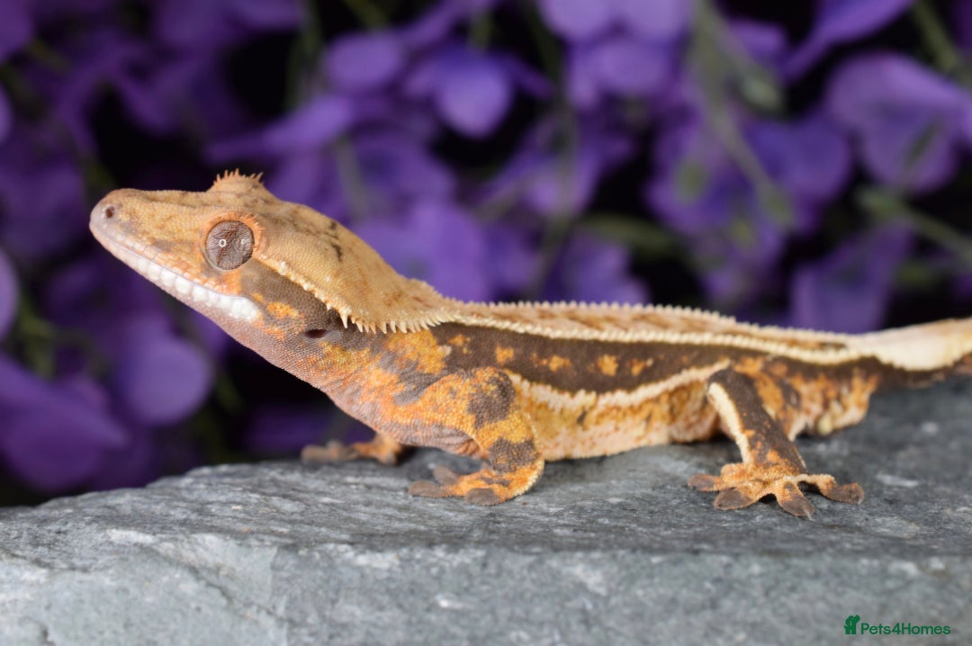Gecko reptiles for sale: Various crested geckos - Advert 4