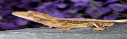 Gecko reptiles for sale: Various crested geckos - Advert 4