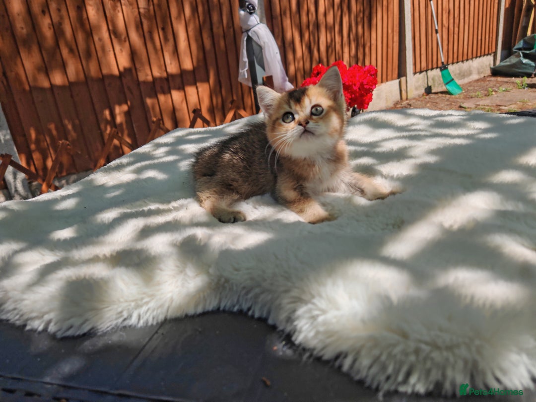 Scottish Fold cats for sale: Ordish street 21 in Burton-on-Trent - Image 2