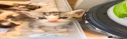 Perdoll cats for sale: Beautiful perdoll kittens available  in Birkenhead - Advert 5