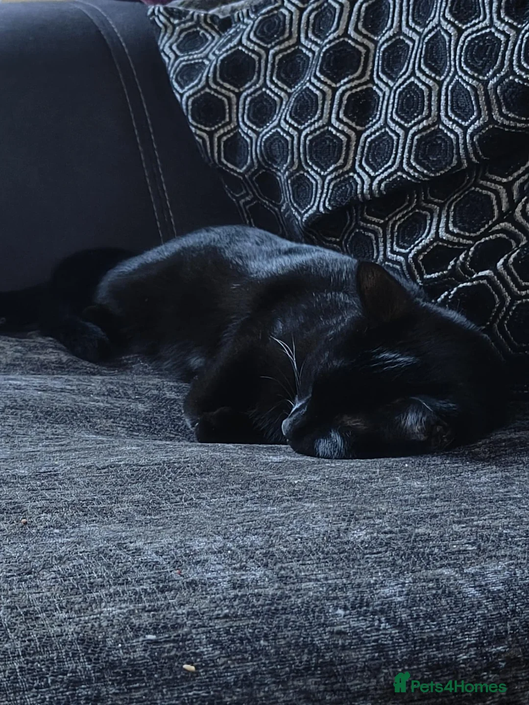 Domestic Shorthair cats for sale: 2 kittens  - Advert 8