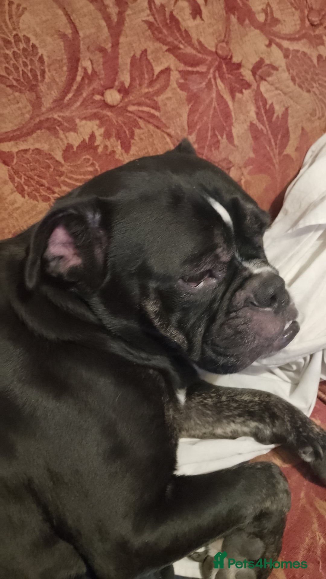 Dorset Olde Tyme Bulldogge dogs for sale: The BEST Companion you'll ever have, Diesel 💕 - Image 6