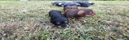 Dachshund dogs for sale: KC Regestered Teckel puppies in Cardiff - Advert 15