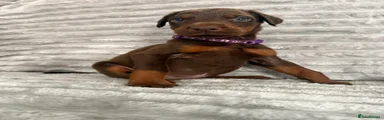 Brown Purple Collar