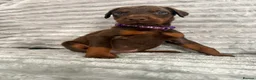Dobermann dogs for sale: EuropeanDobermanPuppies - Advert 6