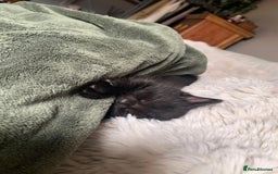 Mixed Breed cats for sale: Black Mixed Breed Kittens - Image 8