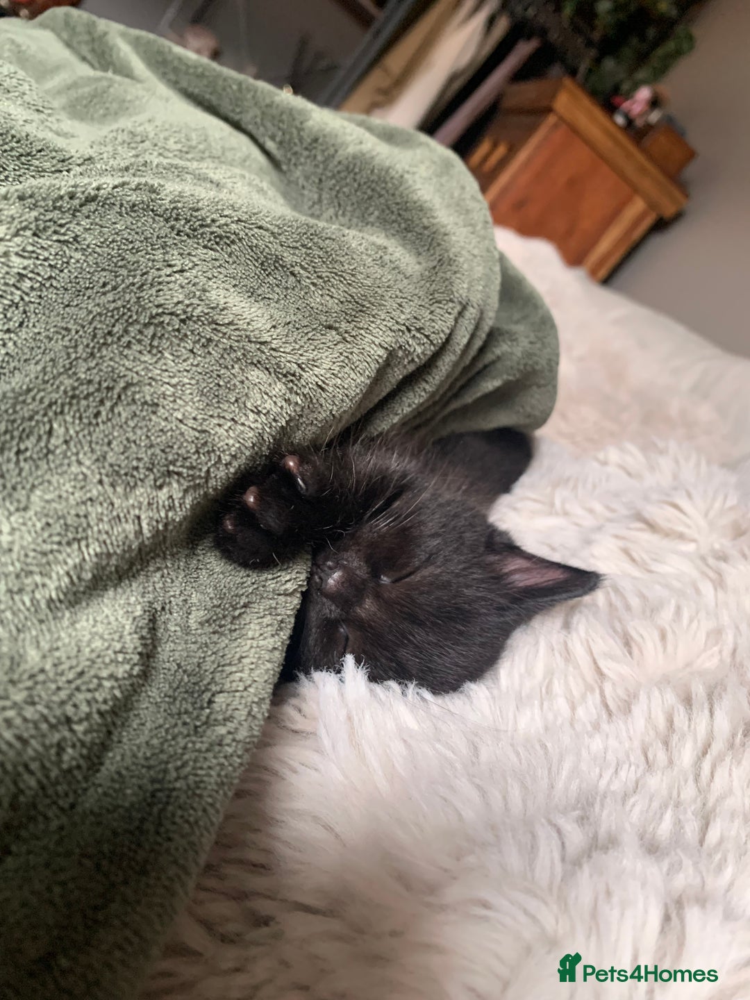 Mixed Breed cats for sale: Black Mixed Breed Kittens - Image 8