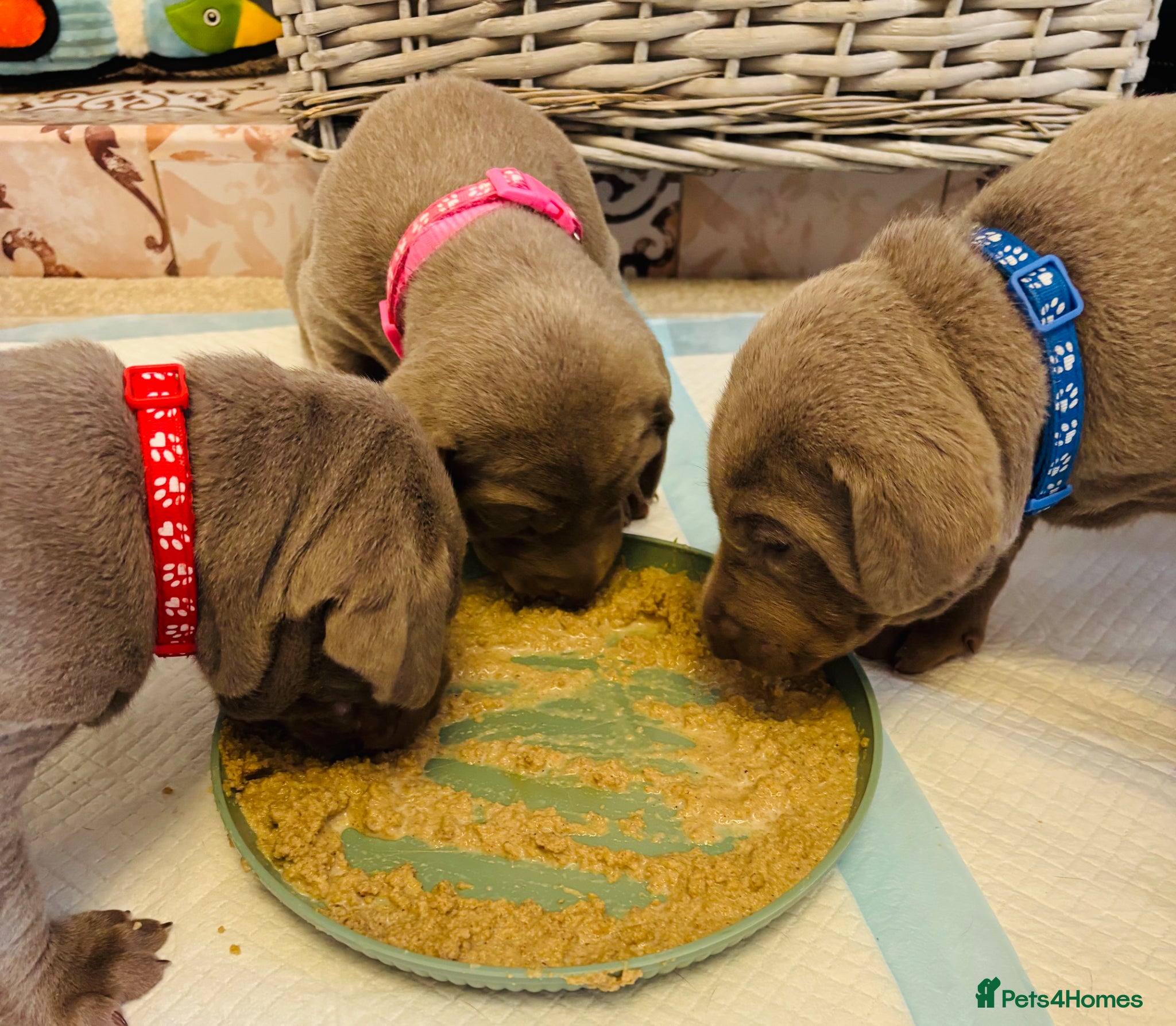Mixed Breed dogs WEIM X DOBERMAN CHAMPION BLOODLINE PUPS - Advert 12