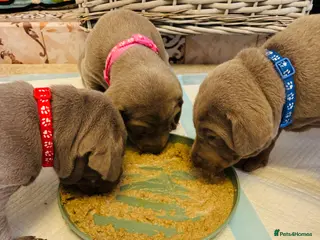 Mixed Breed dogs WEIM X DOBERMAN CHAMPION BLOODLINE PUPS - Advert 12