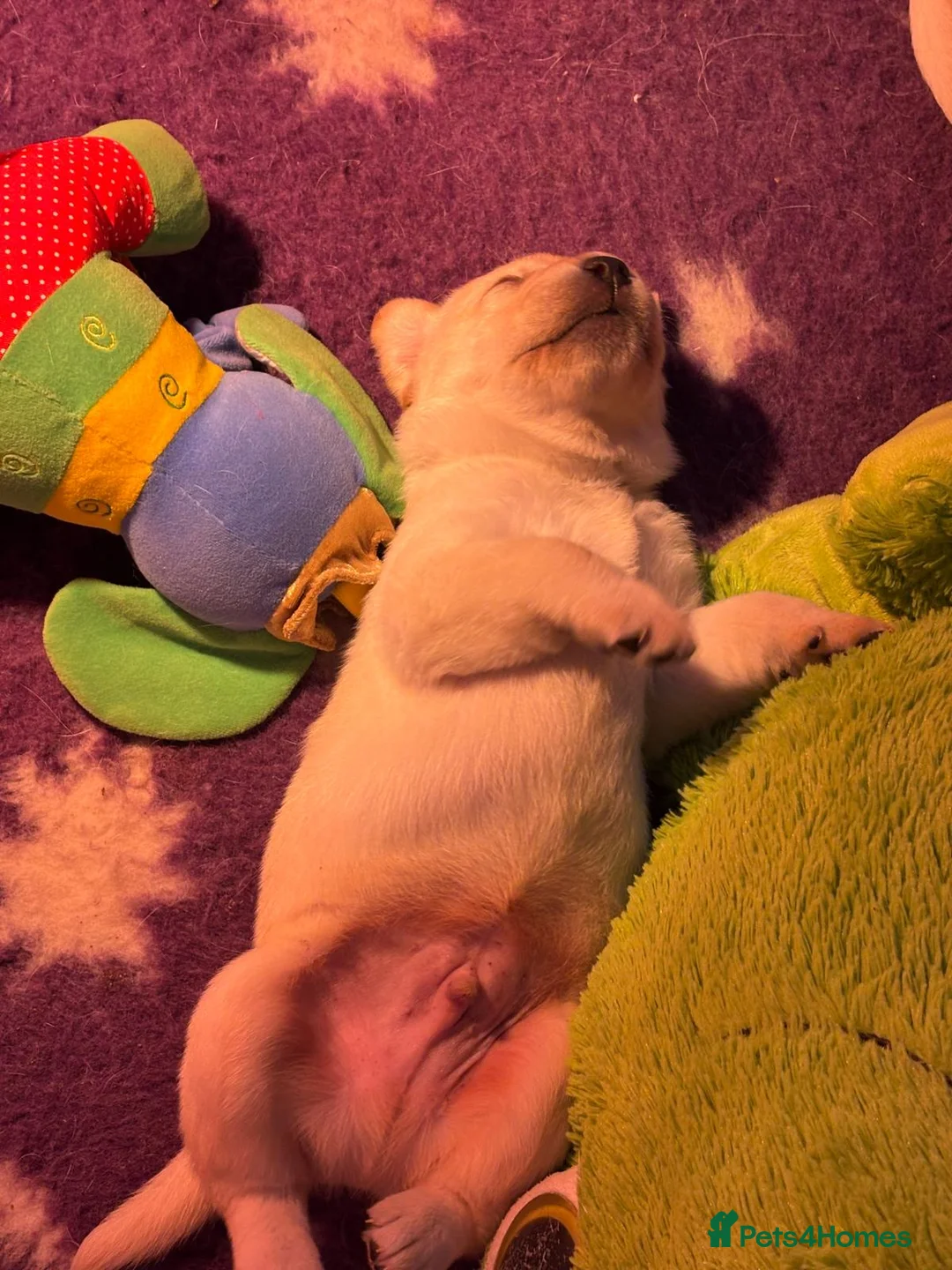 Labrador Retriever dogs for sale: Chunky yellow puppies  - Advert 3