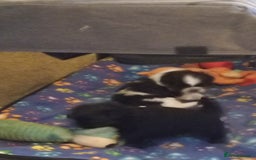 Shih Tzu dogs for sale: Beautiful male full shihzue puppies needing homes - Image 6