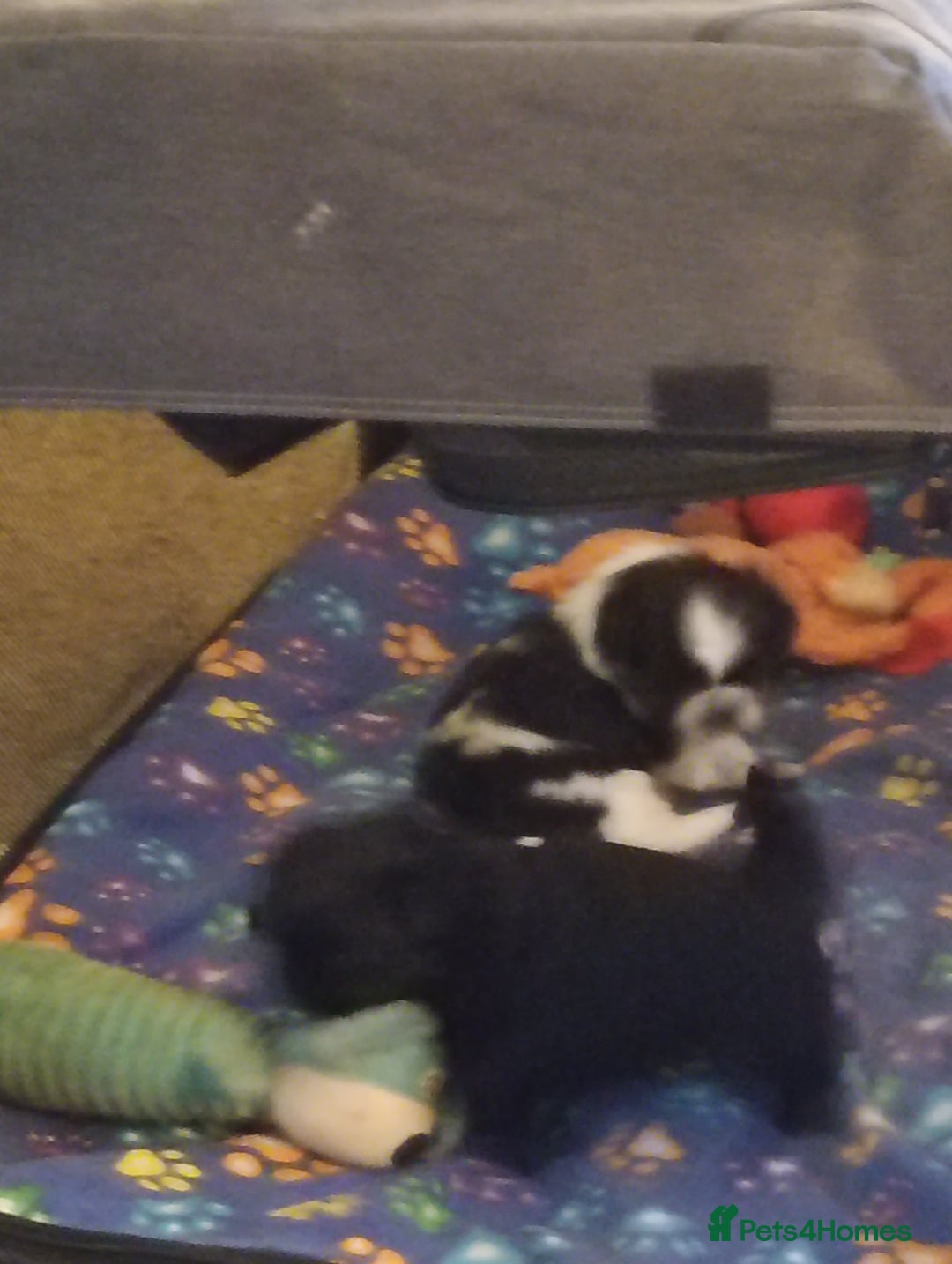 Shih Tzu dogs for sale: Beautiful male full shihzue puppies needing homes - Image 6