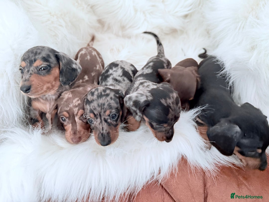 Miniature Dachshund dogs for sale: Stunning litter of Dapples 5 ⭐ Licensed Breeder - Image 9