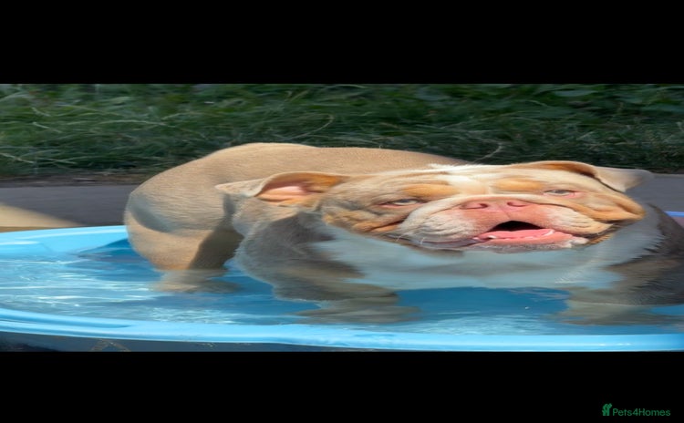 English Bulldog dogs - Advert 11