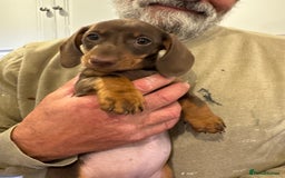 Miniature Dachshund dogs for sale: Miniature Dachshund Puppies  - Image 17