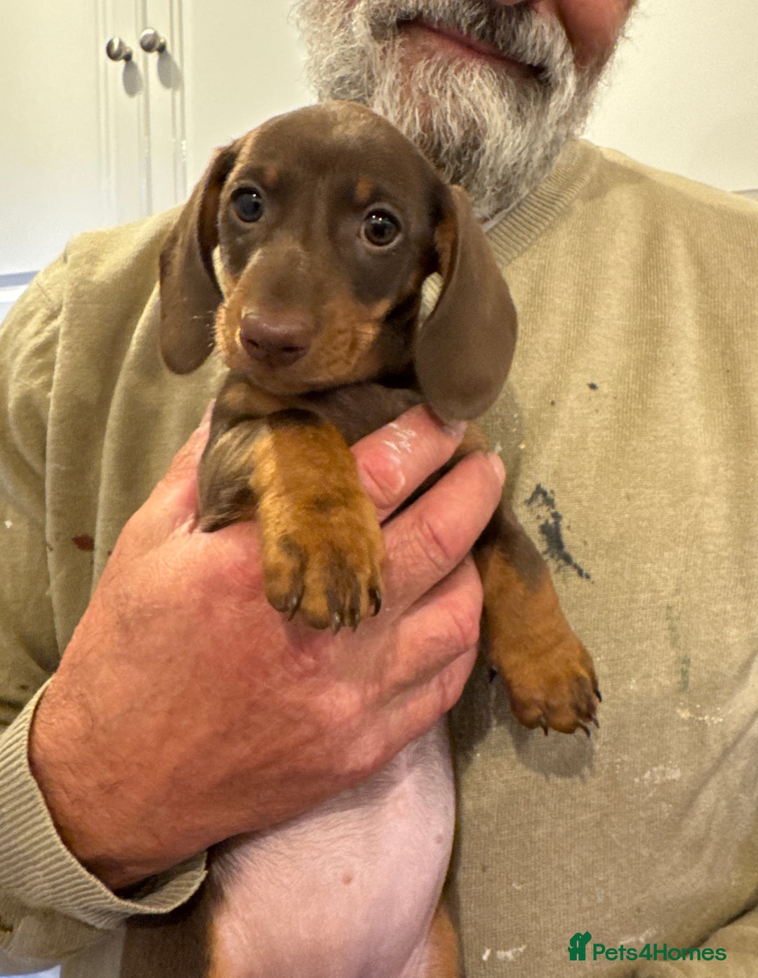 Miniature Dachshund dogs for sale: Miniature Dachshund Puppies  - Image 17