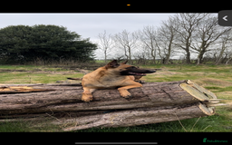 Belgian Shepherd Dog dogs for sale: Working line malinois - Image 9