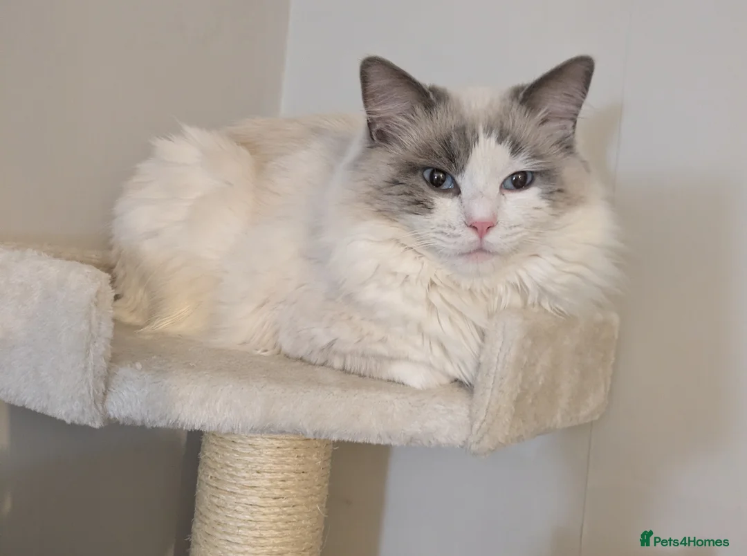 Ragdoll cats for stud: Sirius the Stud  - Advert 7