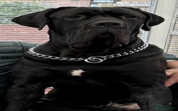 Cane Corso dogs for sale: Purebred Cane Corso Puppies – Exceptional Parent - Image 17
