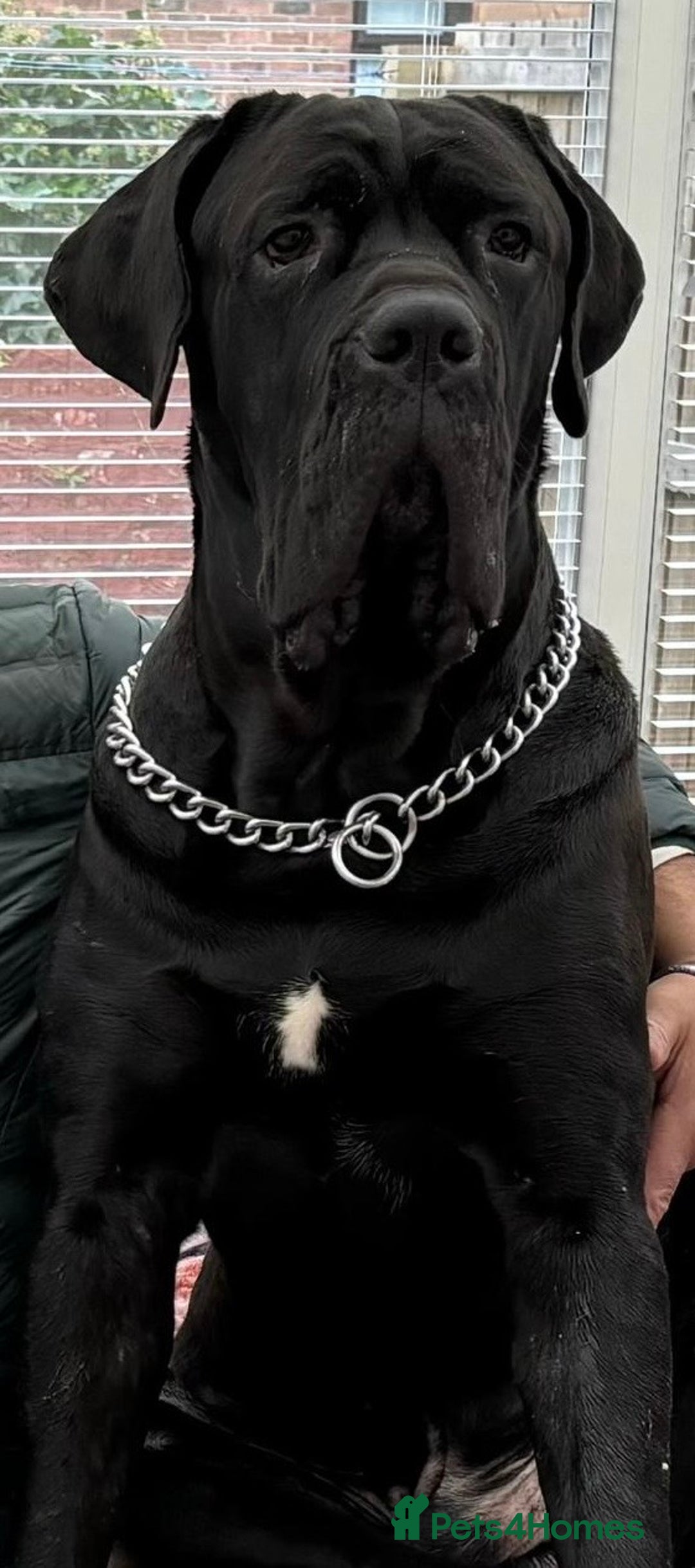 Cane Corso dogs for sale: Purebred Cane Corso Puppies – Exceptional Parent - Image 17