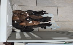 Mixed Breed dogs for sale: Bullmastiff x staff puppies - Image 1