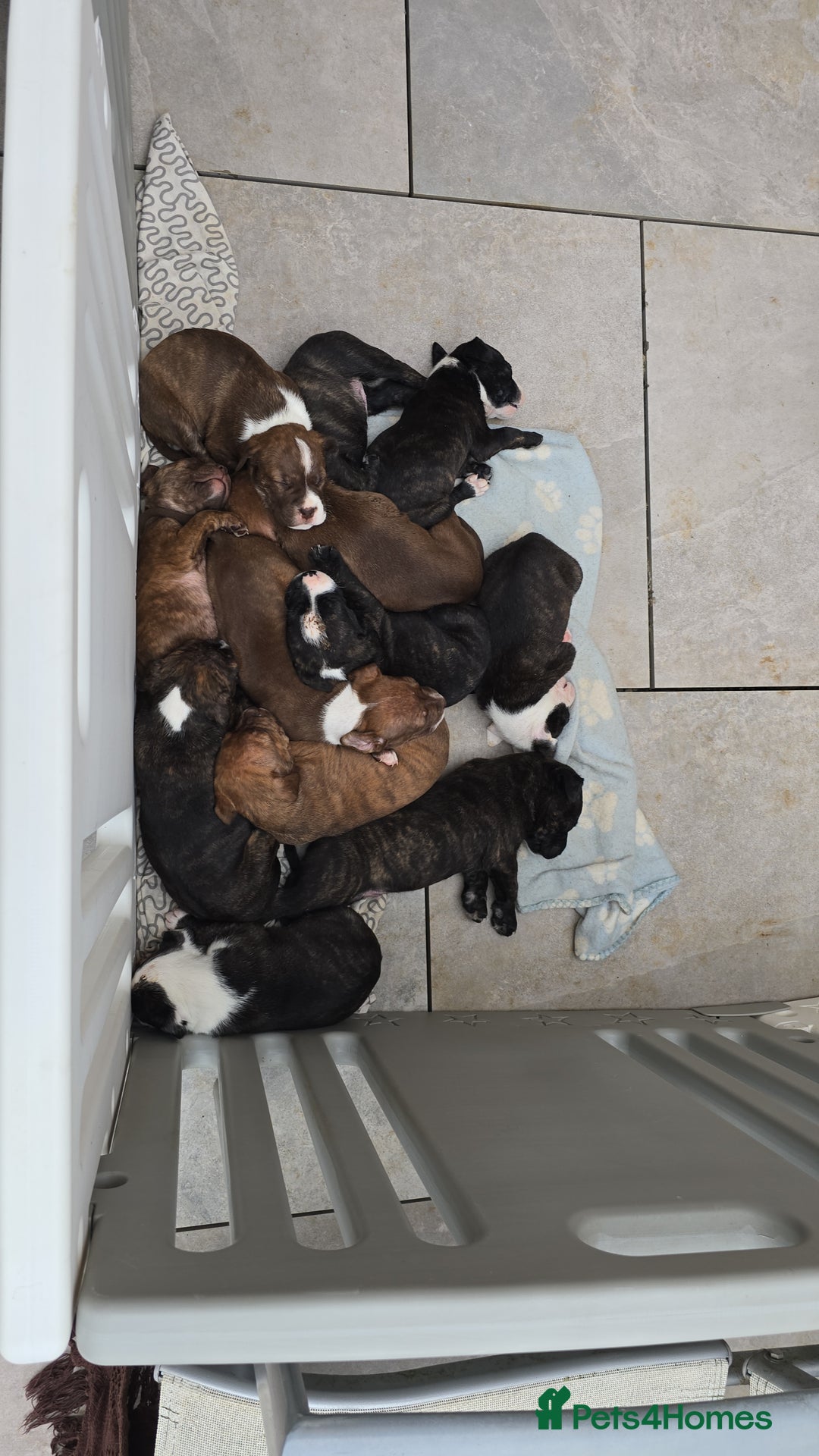 Mixed Breed dogs for sale: Bullmastiff x staff puppies - Image 1