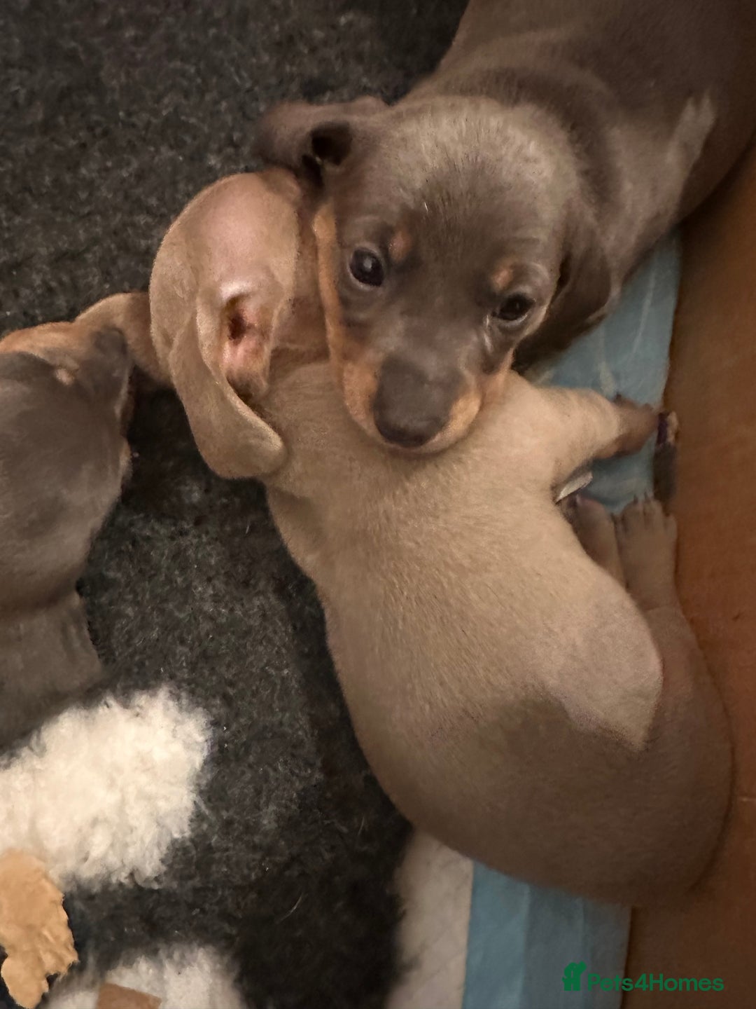 Miniature Dachshund dogs for sale: KC REGISTERED STUNNING MINATURE DACHSHUND PUPS❤️ - Advert 2