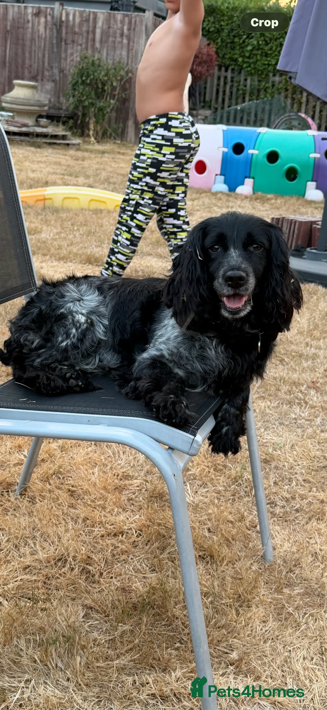 Cocker Spaniel dogs for sale: Cocker spaniel bitch  - Advert 2