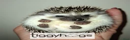 Pygmy Hedgehog rodents for sale: Ready from 9th may - 1 handsome Male - Advert 9