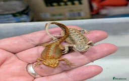 Bearded Dragon reptiles for sale: 50% red monster bearded dragons  - Image 5