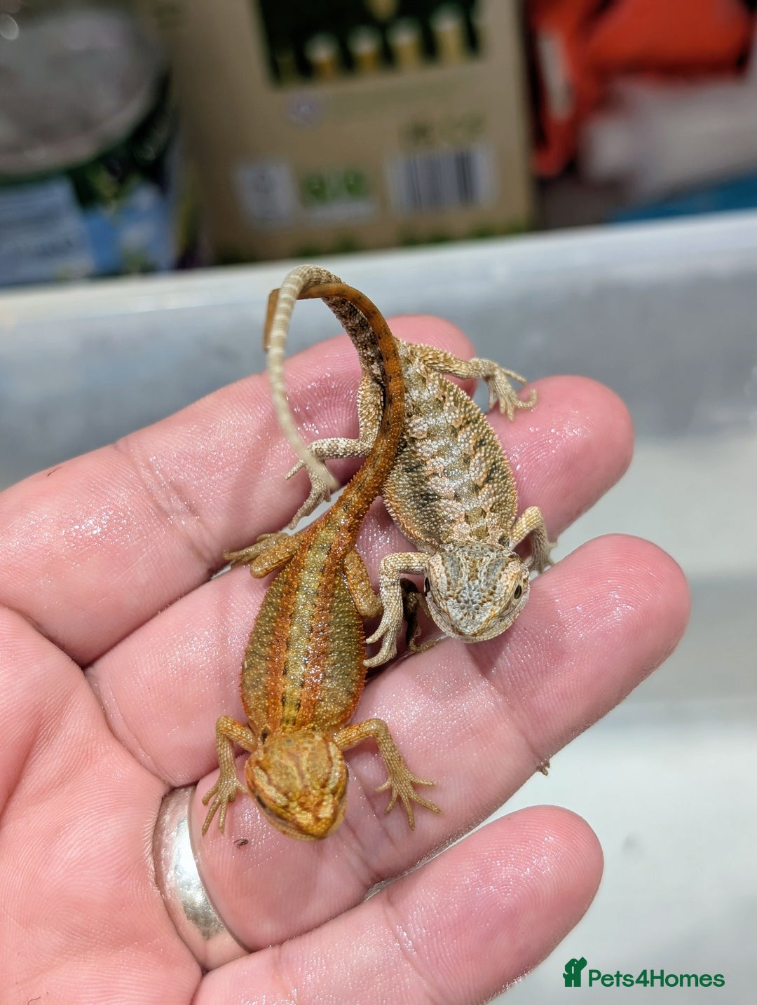 Bearded Dragon reptiles for sale: 50% red monster bearded dragons  - Image 5