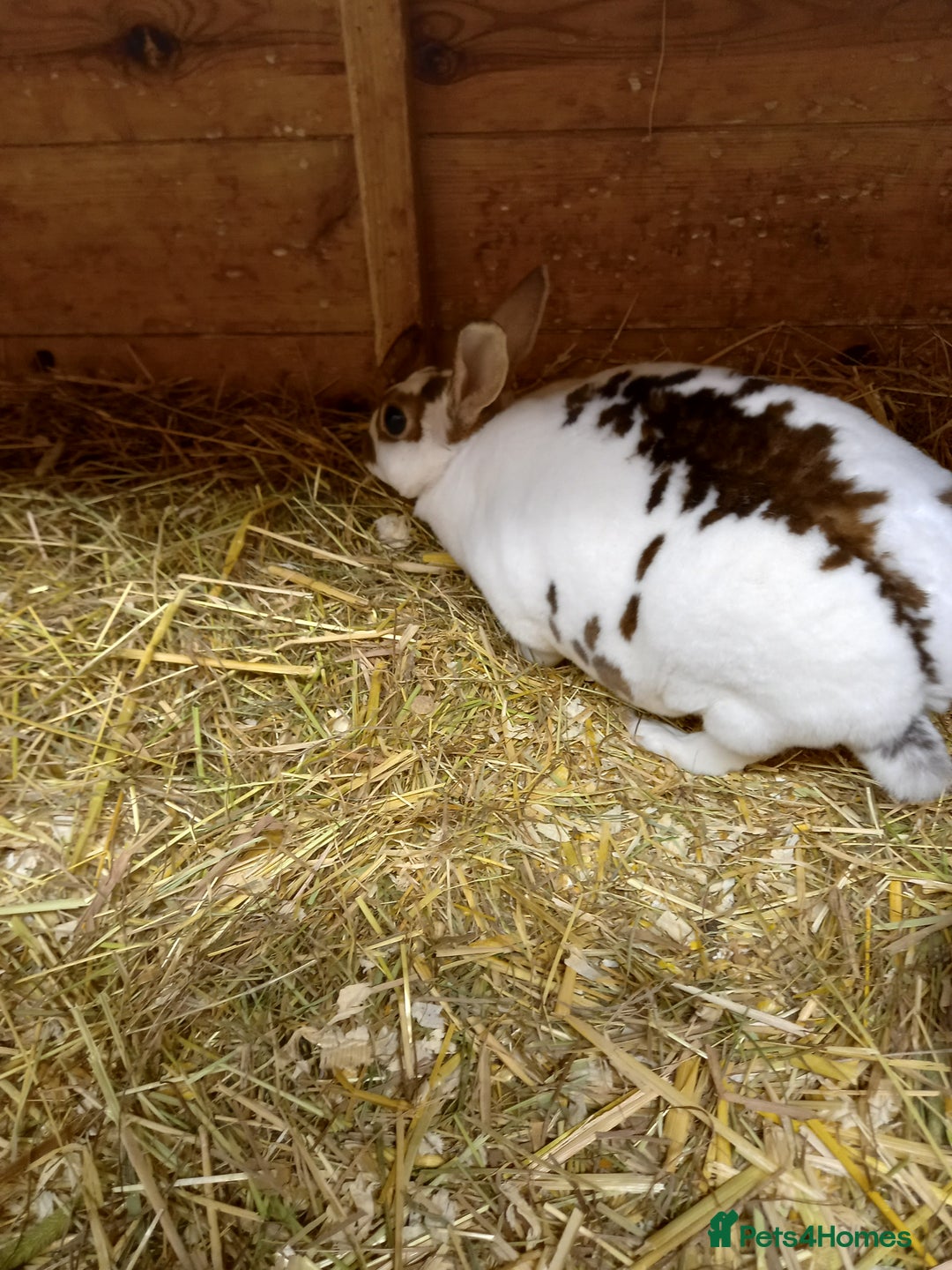 Rex rabbits for sale: Mini rex doe - Advert 6