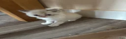 Ragdoll cats for sale: 1 Bicolour 2 seals Ragdoll kittens left - Advert 8